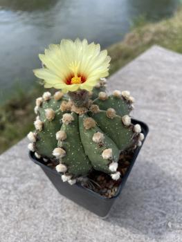 Astrophytum capas